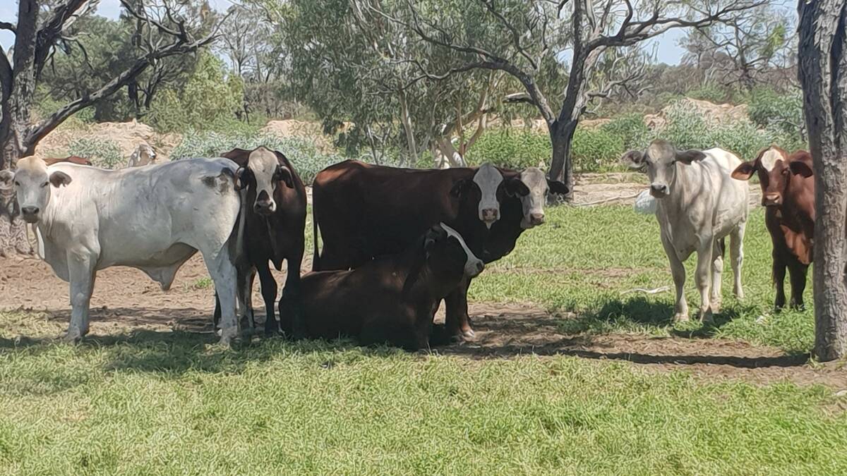 Aim: The Arnolds' crossbred progeny are mainly sold through the Blackall weaner sales at 12 months of age between 250kg to 300kg, while feeder heifers and steers are sold at 320kg to 400kg.
