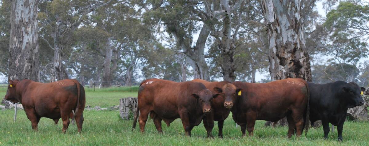 Diverse draft: Along with 130 Angus bulls, 54 red and black Senegus bulls will be available in the catalogue.
