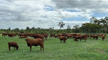 Robert Sherry said that in their Wahroonga Belmont Red herd, a breeder that rears a calf each year and stays in the herd until she's sold due to age is "worth her weight in gold". Pictures supplied