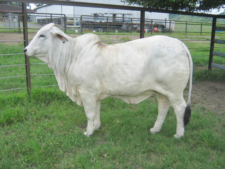 Great purchase: Don and Carol Sivyer, have been highly impressed with the performance of their $15,000, 2018 February All Breeds sale purchase, MCL Sammi 1585, who is now four weeks in-calf.