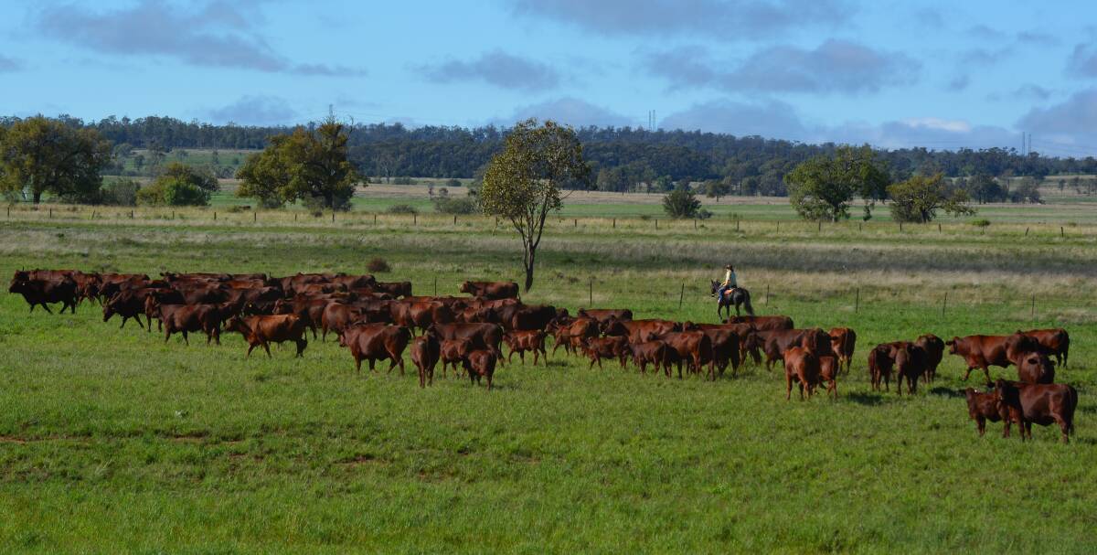 EXTENSIVE DATA: The Rosevale Santa Gertrudis herd at Rosevale, Jandowae, in Queensland, is one of the most extensively and accurately recorded herds in northern Australia.