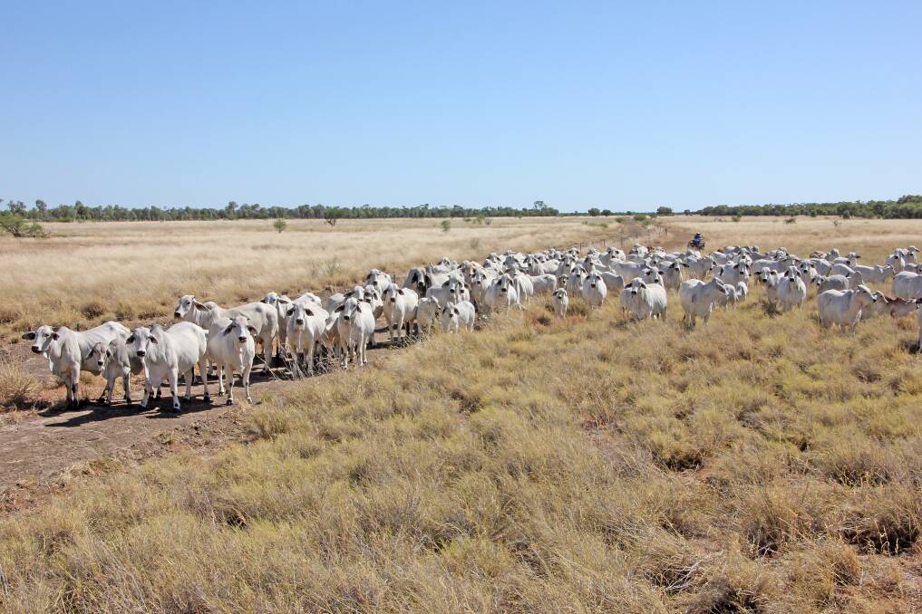 Unique offering: Rodger Jefferis, Elrose Brahman Stud, Cloncurry bringing in one of the herds of stud cows that are catalogued for the Elrose Stud Breeder Major Reduction Sale at Charters Towers on Monday, May 29.