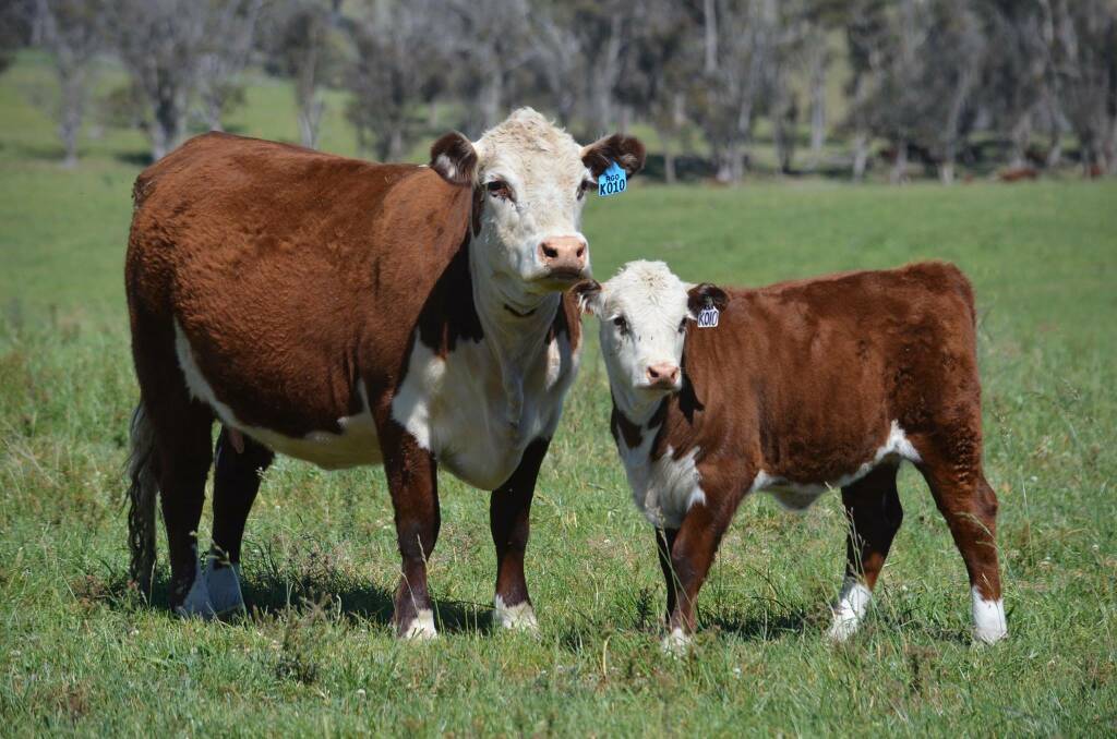 Origins: Mr Ogilivie established his Poll Hereford stud as Spotshill in SA, 18 years ago, and when he brought it too Te-angie he changed the stud name to reflect the family's new property.