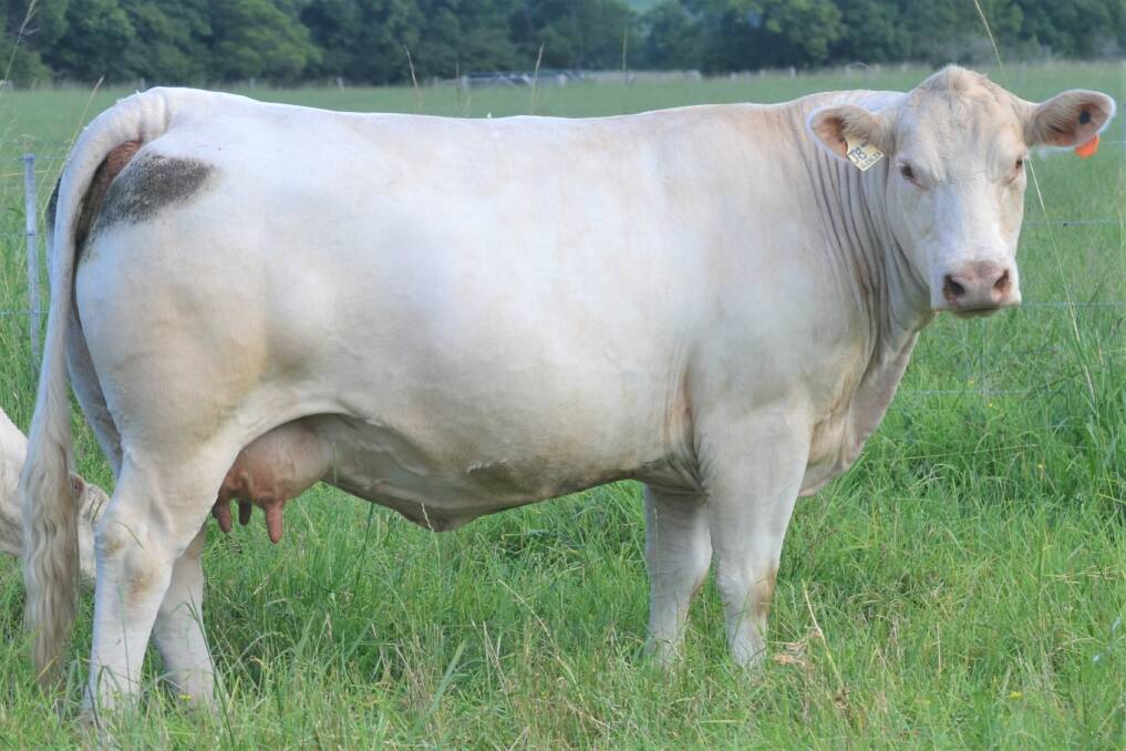 Glenlea Beefs' embro transfer program has produced some of the businesses best sire prospects and Elite Donor females, which continually lift the standard in the Binnys herd.