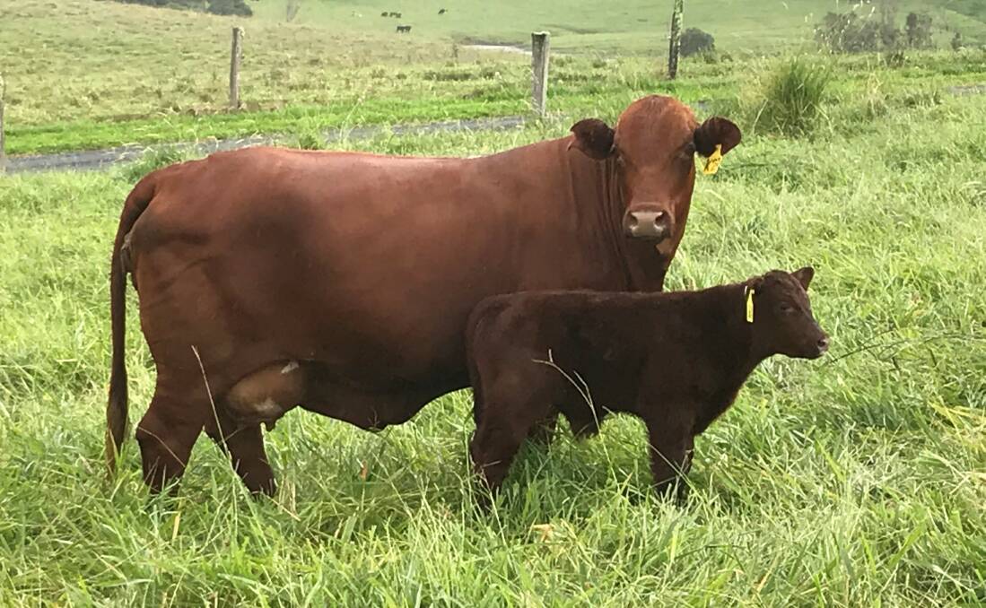 Variety: Nine leading Atherton Tablelands studs will open their gates during the open day to showcase a host of Bos Indicus and Bos Taurus bulls and females.