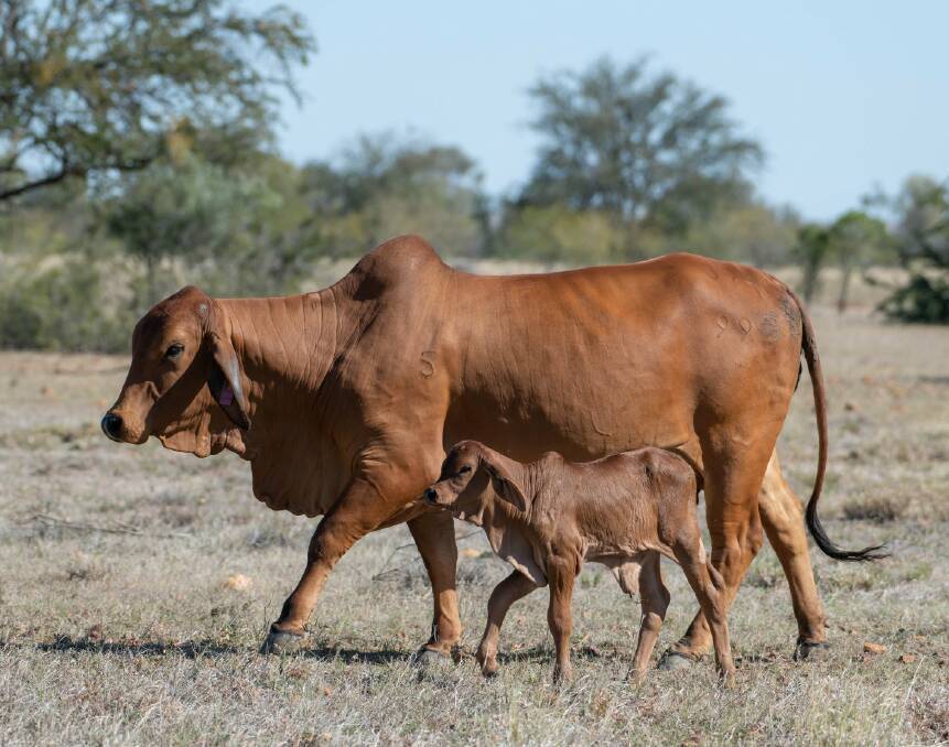 Elmo bloodlines: Pictured are one of the Prices' Elmo Brahman cows with her first calf by LMC LN Polled Pappo 136/6 (PP).