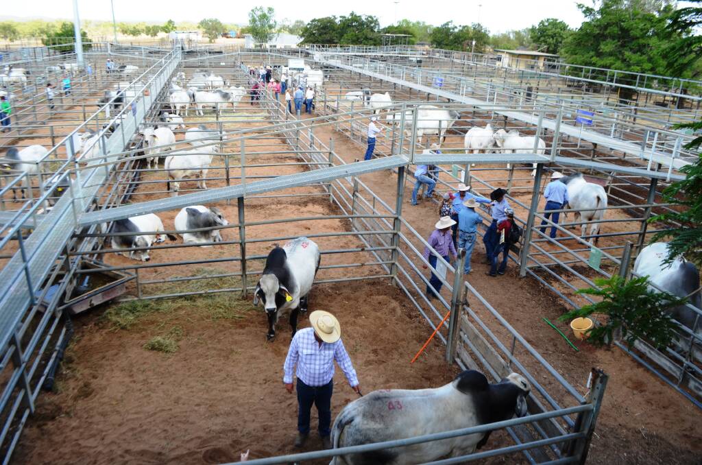 In all, 215 Grey bulls sold to gross $1,648,500 and average $7665 making the 32nd Wilangi Invitation Brahman Sale one to remember.