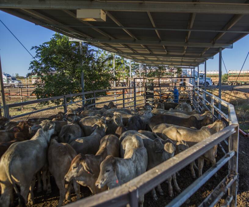 High capacity: The Cloncurry Saleyards can hold up to 20,000 head of cattle at any one time between the two facilities (tick free and ticky), is a strategic centre for the safe and timely movement of stock in Northern Australia.
