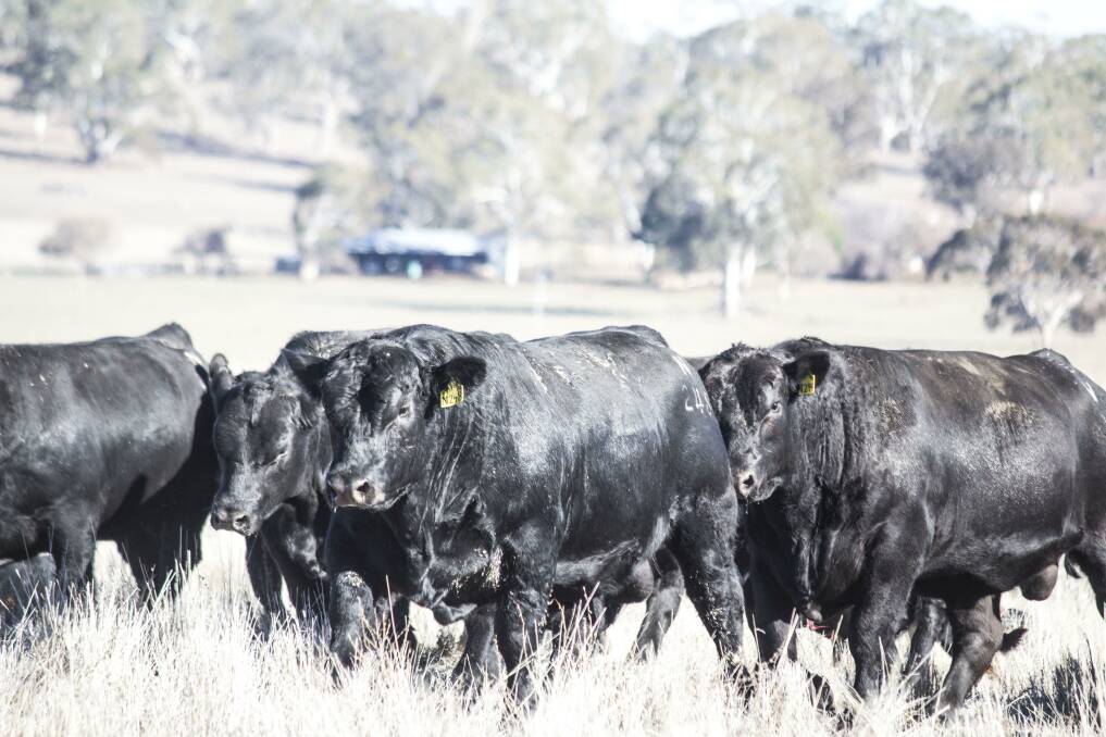 Exemplary bulls: An outstanding 184 lot catalogue has been assembled by four vendors for the sixth annual Australian Topstock Barcaldine Bull Sale.