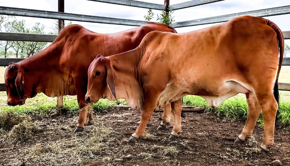 The Corrie family made their first purchases at the 2023 Rocky All Stars Elite Brahman Female Sale with a pair of Malabar Red Brahman heifers. Pictures supplied