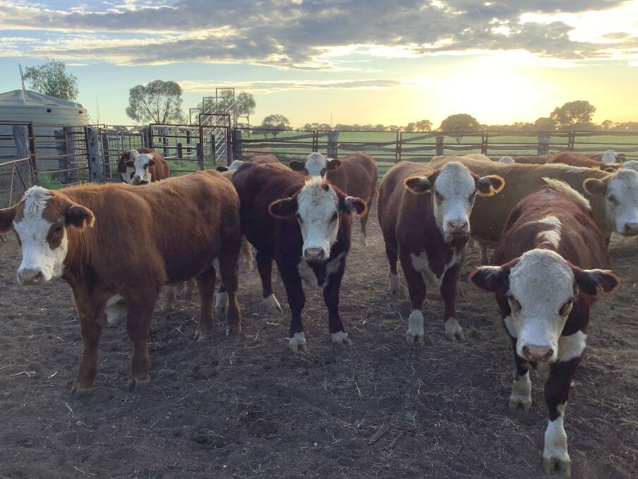 A selection of the Poll Hereford steers the Rogers have produced on Toobrack, by bulls sourced from Ian Durkins' Mountain Valley Poll Hereford stud. Picture supplied