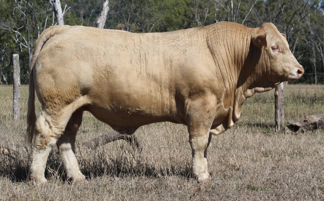 A standout bull in the Clare Charolais draft is the Red Factor bull Lot 5.