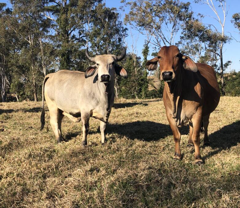 Objective: The McEvoys aim to breed natural poll Brahman cattle on Trolen, in Eungalla. Their weaner steers are sold at 300kg, and cull heifers slightly lighter, through the CQLX Saleyards, mostly to the feedlots.