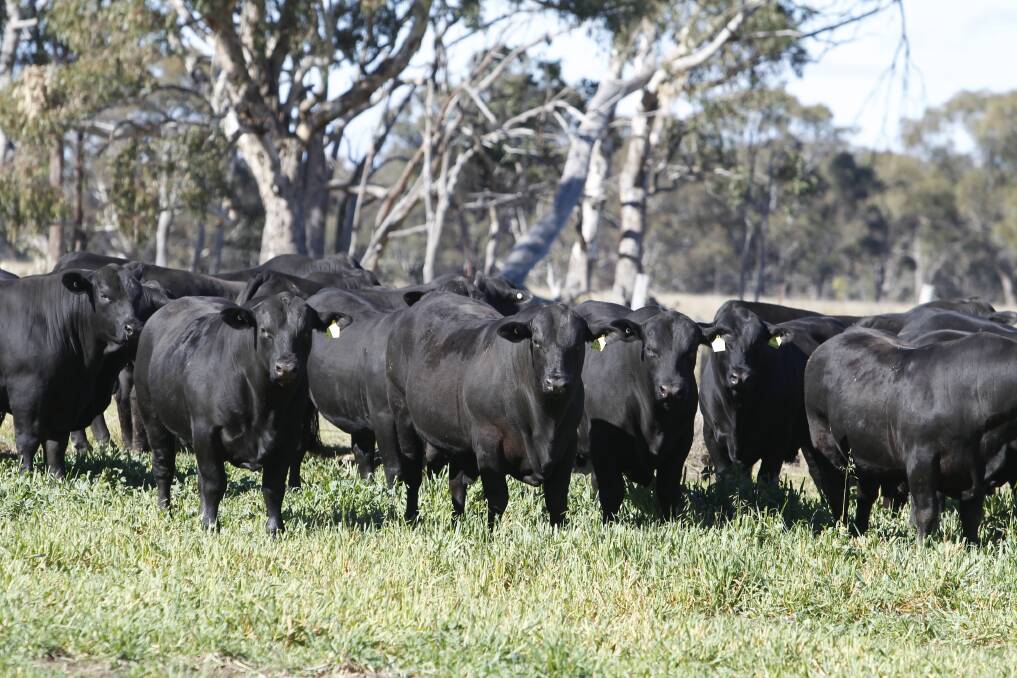 Success: The Wells family are seeing the benefits of the Ultrablack bulls they began purchasing from the Palgrove stud four years ago as a top cross option over there high Brahman content breeders on Westward Ho, Boulia.