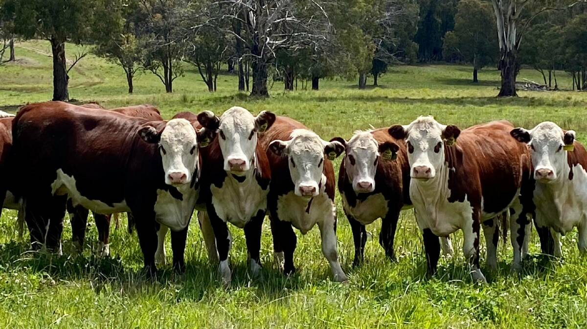 VISION: In their Te-angie Poll Hereford Stud herd the Ogilvie family are breeding towards an animal that will perform in the feedlot or on the open range, with consistent attention paid to structure, IMF, EMA, and docility.