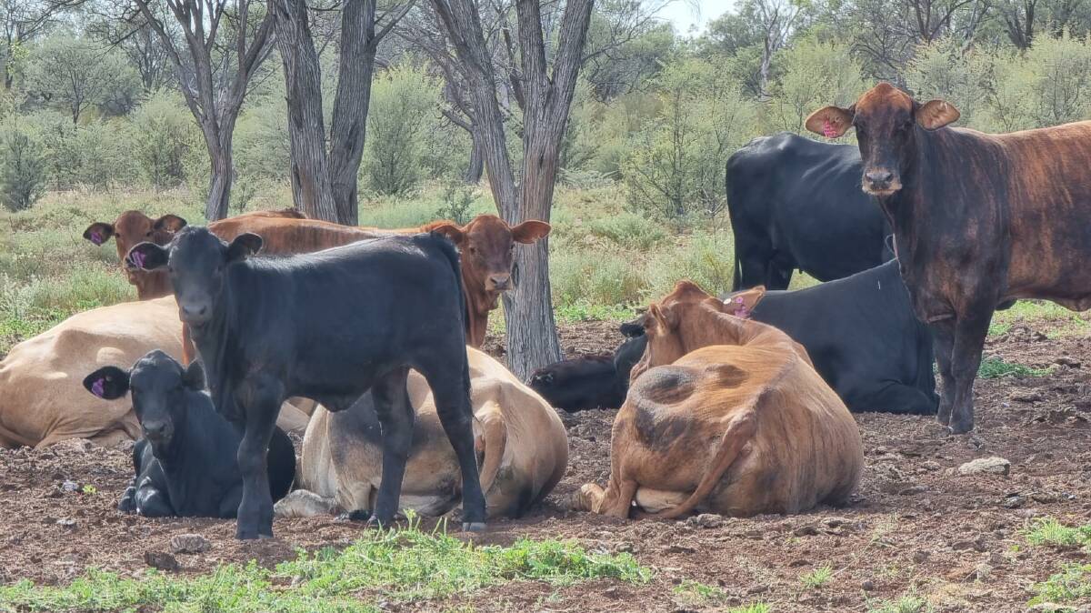 Rowen and Sarah Watson join Fairview Black Simmental bulls to Brahman and Brahman-cross breeders on agistment west of Charleville and south of Muckadilla.