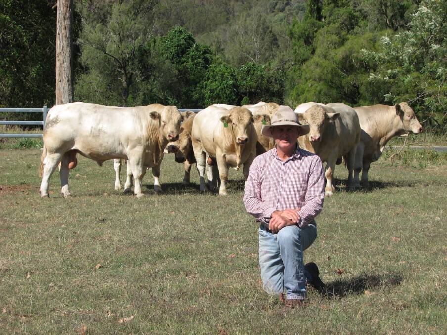 Ready to work: John Mercer with a selection of the 12 Charolais bulls selected for the 10th annual Kandanga Valley Bull Sale being held on Friday, December 6.