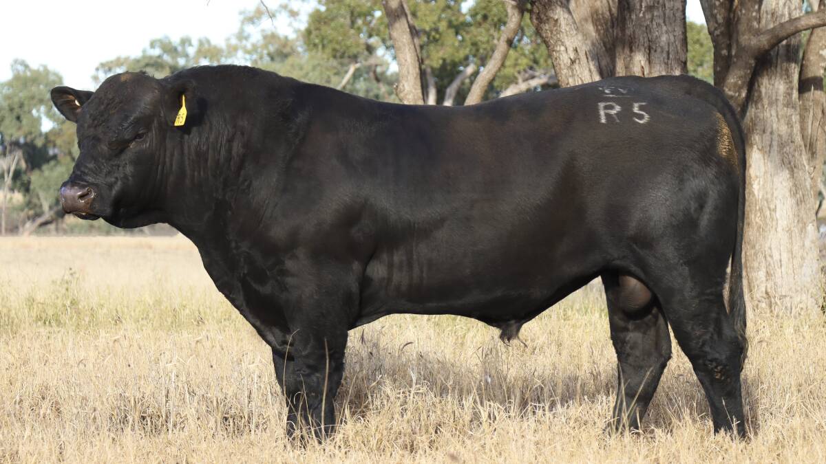 Lot 1 Fairview Rock Star (Pp) (AI) (B), sired by CCR Cowboy Cut 5048Z (PP) (B) out of Fairview Body Builder N39 (P) (B). 