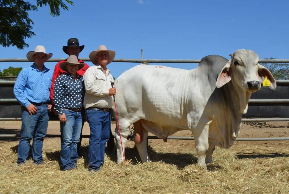 Lawson Camm with Cambil Jackman 5453 (P) which was secured by David and Holly Stevens (with their son Luke), Cremona Brahmans, Julia Creek, for the sales' third top price of $45,000.