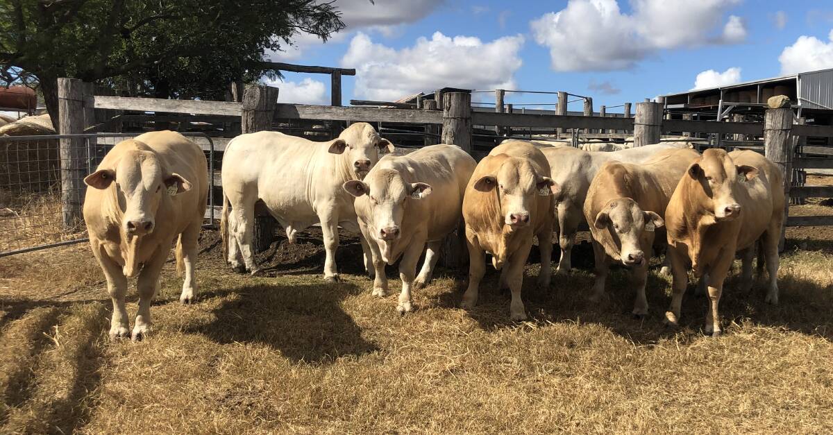 In the Charbray section of the sale, 15 bulls will be offered by the Connolly family, Emjay stud, while the Curtis family, Wellcamp stud, have selected 10 bulls.