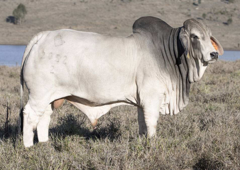 A total of 108 industry relevant, grey Brahman bulls that are backed by in-herd performance recording, scientific and raw data have been catalogued for the first annual Carinya Garglen Building a Legacy Sale on Wednesday, October 25.