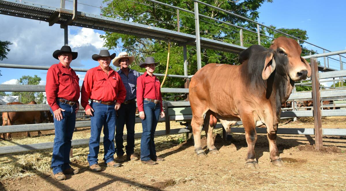 The $54,000 top price red bull of the 2020 Big Country Brahman Sale Lanes Creek Rainman 2182 (P) with buyers David, Jarrod and Kate Dunn, Somerton Brahmans, St Lawrence, and vendor Brian Hughes, Lanes Creek Brahmans, Georgetown.