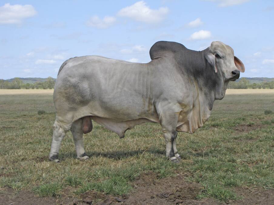 Giving back: Geoff and Scott Angel, Glengarry Brahman Stud, Kunwarara, will be donating 100 per cent of the proceeds to the Sisters of the North charity from the sale of a semen package of five straws and unlimited registrations in lot 85 from Palmal Dimension 6976 (AI) (ET) (H).
