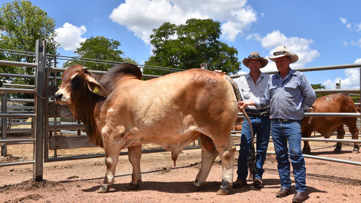 Second top price red bull Clukan Stockie 1438 (S) with vendors Luke and Steve Taylor, Clukan Brahmans, Jambin. The NCC El Toro son was purchased by Gavin Scott and his son Dillon, Rosetta, Collinsville, for $45,000.