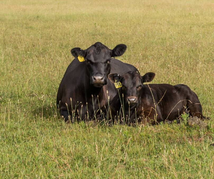 In relation to their female selection, Mr White said a cows ability to fall in calf, deliver a calf unassisted, and raise the calf to weaning every 12 months, are all crucial factors. Photo: Al Mabin.