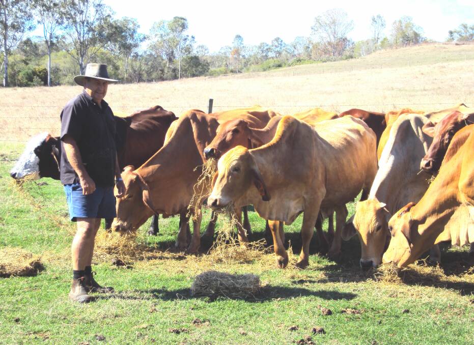 Feeding time: Graham Stirrat with a selection of his commercial cows on-property at Littledale, Berajondo, where he runs a 110 head Brahman-based breeding herd, depending on the season, along with 30 Brahman stud cows.