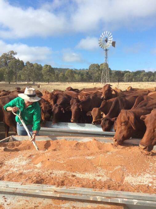 Tasty lick: The Slaters are feeding their cattle a dry lick based on dried brewers grain for some protein.