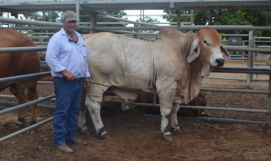 Maru Brahmans' Emanuel Mifsud, with the third top price red, Maru Parkar 371 (ET) (PS), which was purchased by Stewart Nobbs, Yoman Brahmans, Bauhinia, for $65,000.