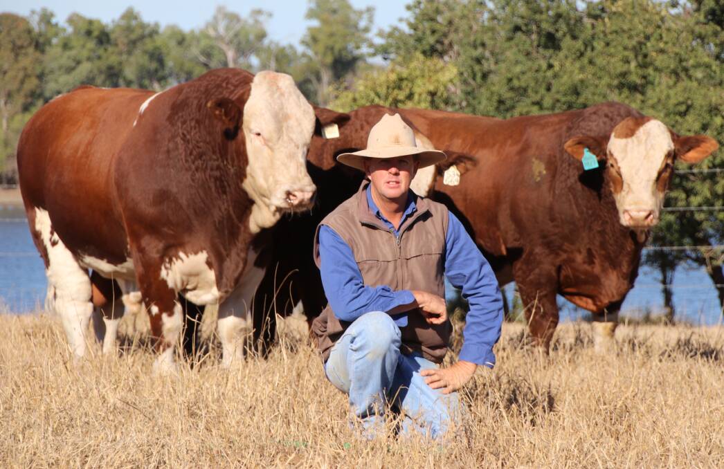 CQ debut: A draft of 15 CQ raised Woonallee North bulls are included in the Ag-Grow Premier Multi-Breed Bull Sale catalogue, representing the first CQ auction offering for the Brett Nobbs/Tom and Lizzy Baker partnership. 