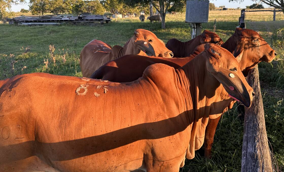 The heifers purchased from the 2023 Rocky All Stars Elite Brahman Female Sale, which have formed the basis of Brodie Matton-Osgood's stud herd based at Stanwell in the Rockhampton region. Picture supplied 