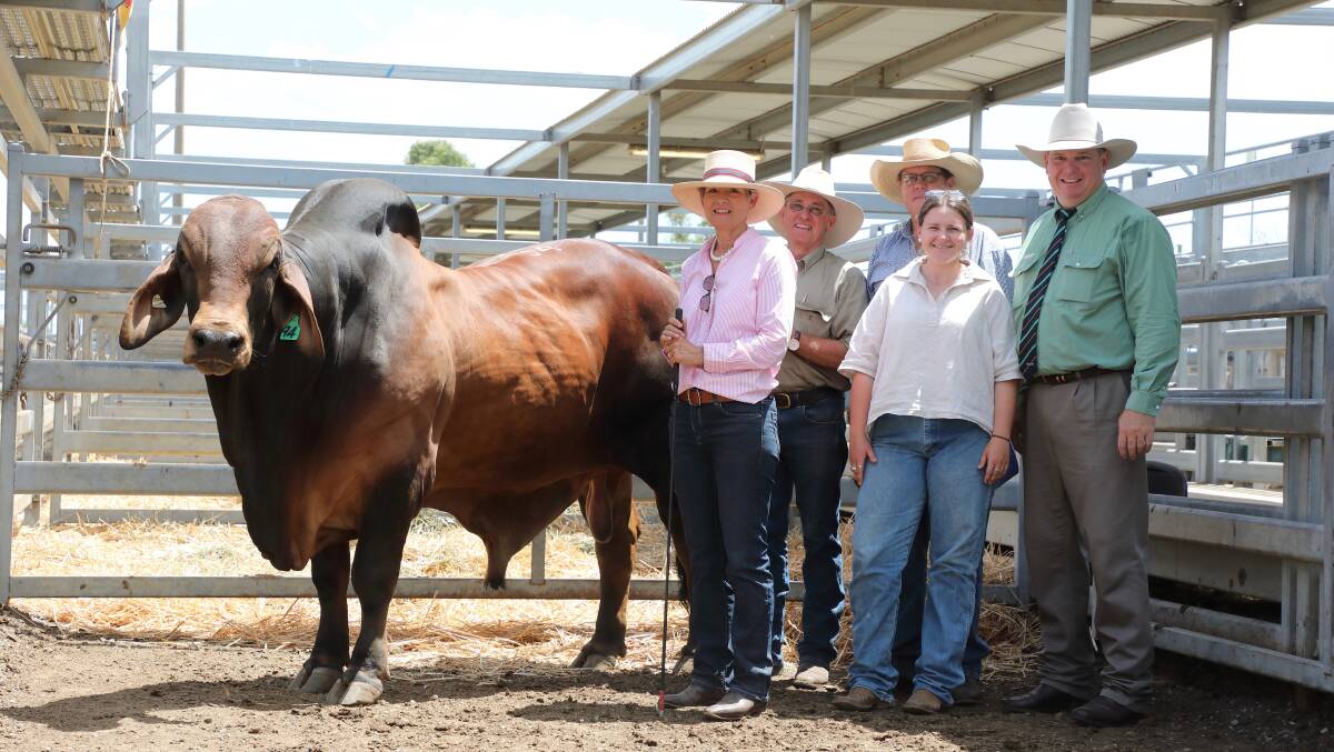 Top: The $13,000 equal top selling bull of the 2019 sale Wandilla Jagger with vendors, Gillian and Lee Collins, Wandilla stud, purchasers, Brett and Lucy Kirk, Hazelton stud, and Mark Scholes, Landmark Stud Stock. Photo: Kent Ward.