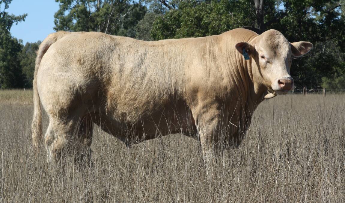 The homozygous polled Red Factor sire prospect Lot 2 from Clare Charolais is well worth inspecting prior to the sale.