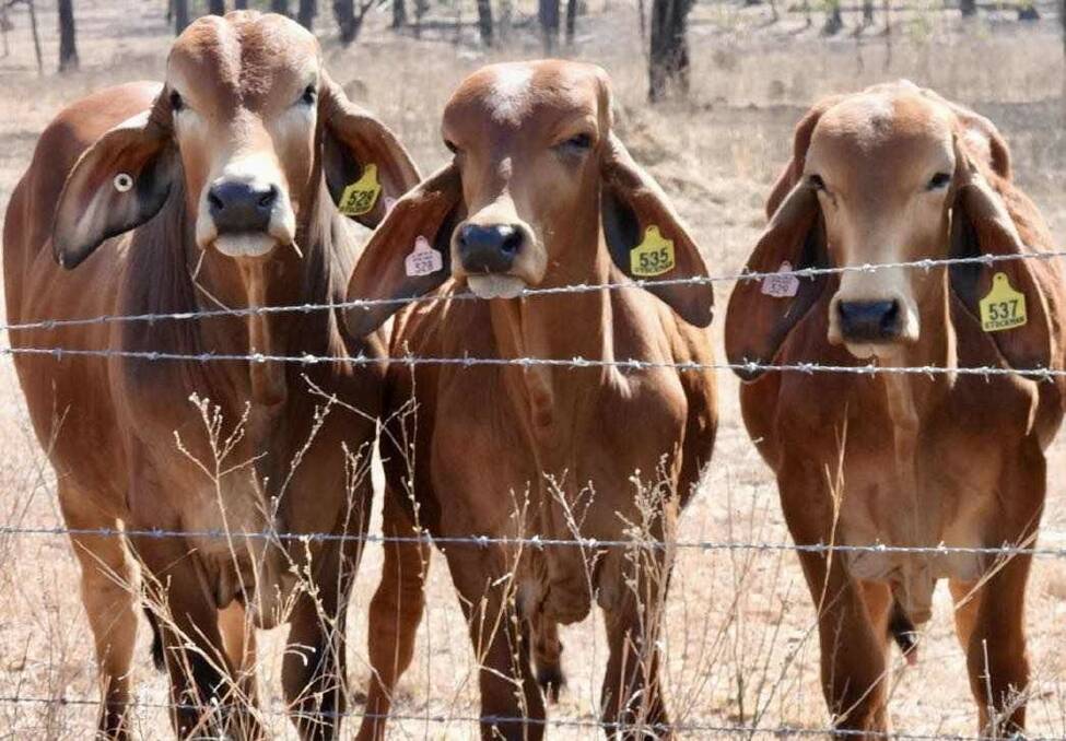 A selection of the bulls, which the Shadforth family purchased at the end of last year, on Lincoln Springs, situated 230km north of Charters Towers and 120km west of Ingham. Picture supplied