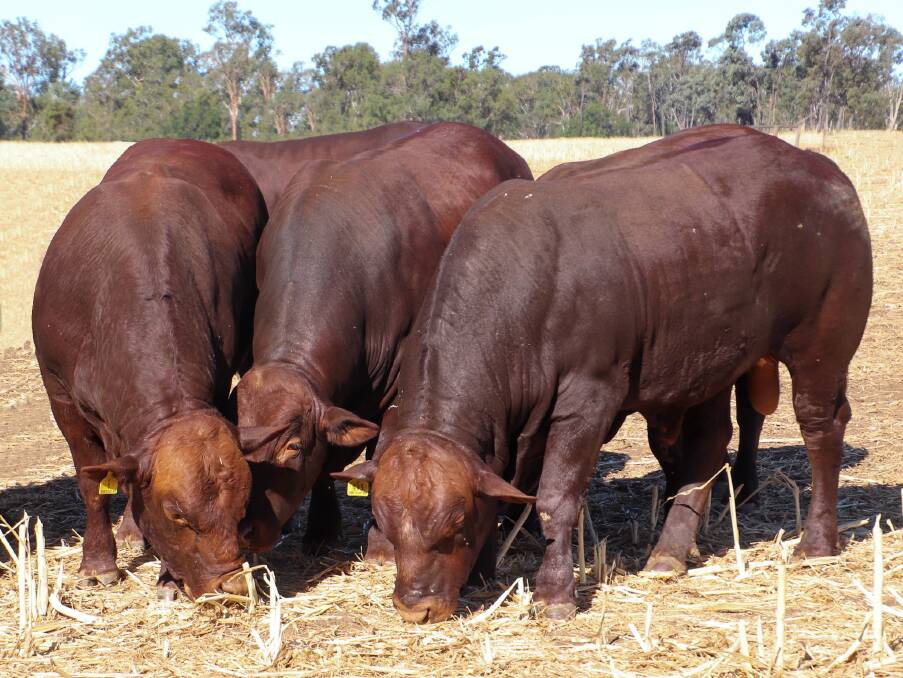 Impeccable breeding: Bulls produced by Ian Stark and and Jeanne Seifert of Seifert Belmont Reds are powerful, productive, profitable, polled herd improvers.