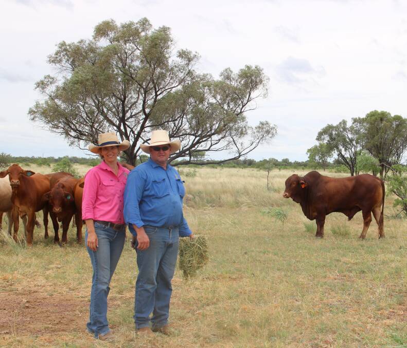 Support: Danny and Tara Locke, Melinda Downs, Cloncurry with one of the two bulls donated to them by the Harms family, Oakmore Droughtmasters, Greenmount, to help rebuild their herd after they suffered heavy losses during the February floods.