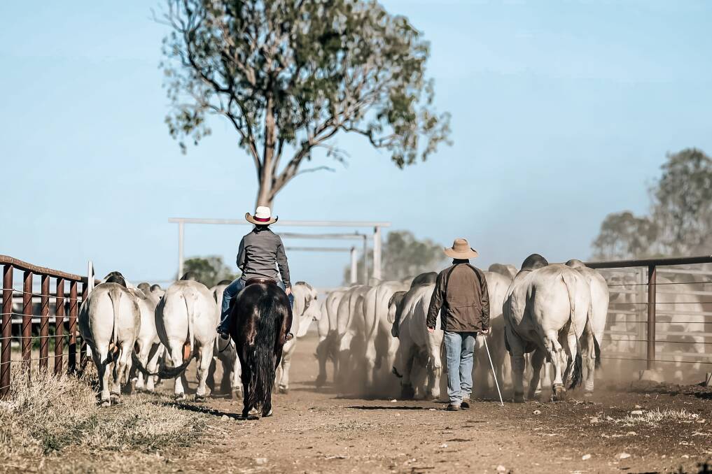 The Bishop family, Garglen Stud, love Brahmans for their adaptability, hardiness, low maintenance, profitability and the challenge of breeding to the highest of standards. Picture supplied