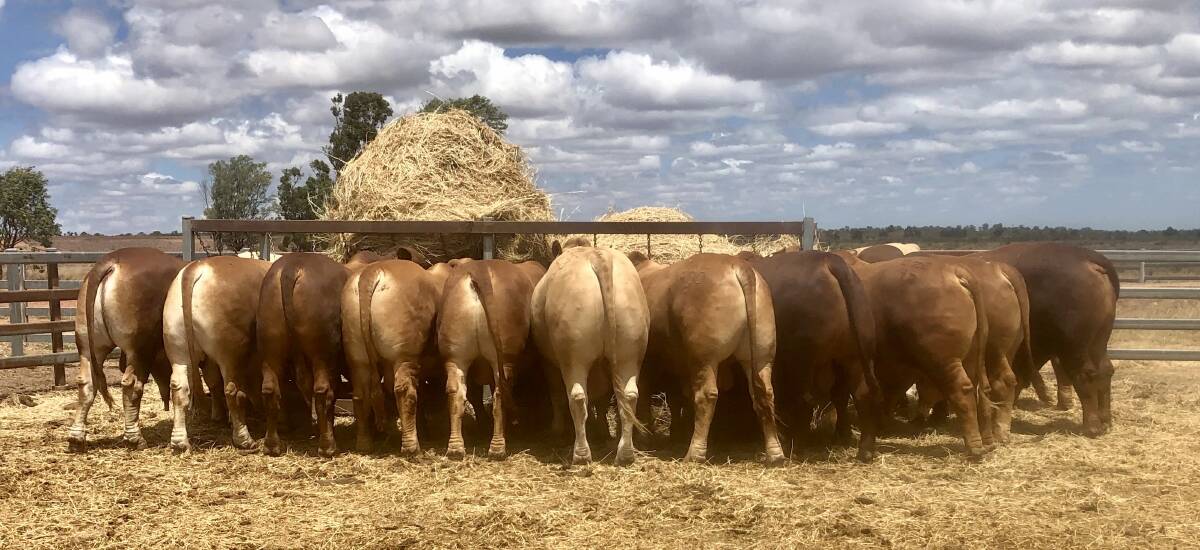 Consistent: A phenomenally uniform selection of 140 bulls have been drafted for the 2021 MAGS Droughtmaster Sale being held on Friday, November 12 in Charters Towers.