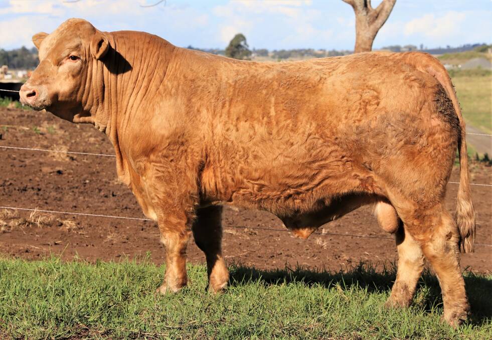 Polled perfection: Glenlea Howler Q303 (P), a deep, thick, easy doing, red polled sire, will be offered in Lot 19.