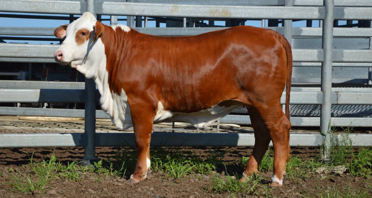 Lot 21 in this year's sale, Little Valley Downsly 3644, will be presented by Cameron and Sarah Bennett of Little Valley Brafords, Casino, New South Wales. Picture supplied