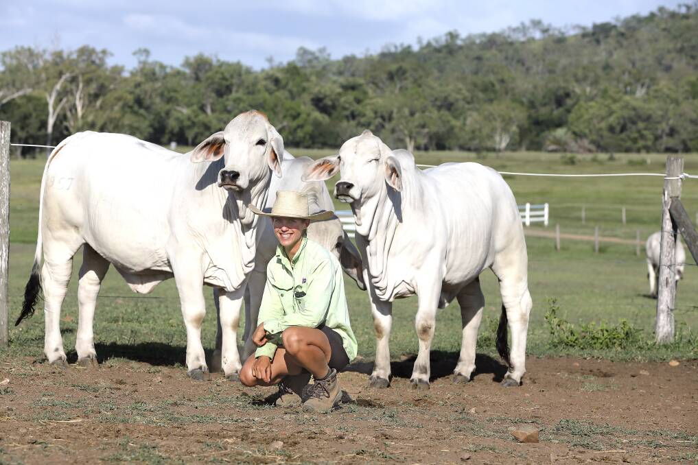 Kenrol beauties: Marie Hofmeister, Kenrol Brahman Stud, Gracemere with a trio of greys that owners, Ken and Wendy Cole have catalogued for the 2019 February All Breeds Bulls and Female Sale. Photo: Kent B Ward.