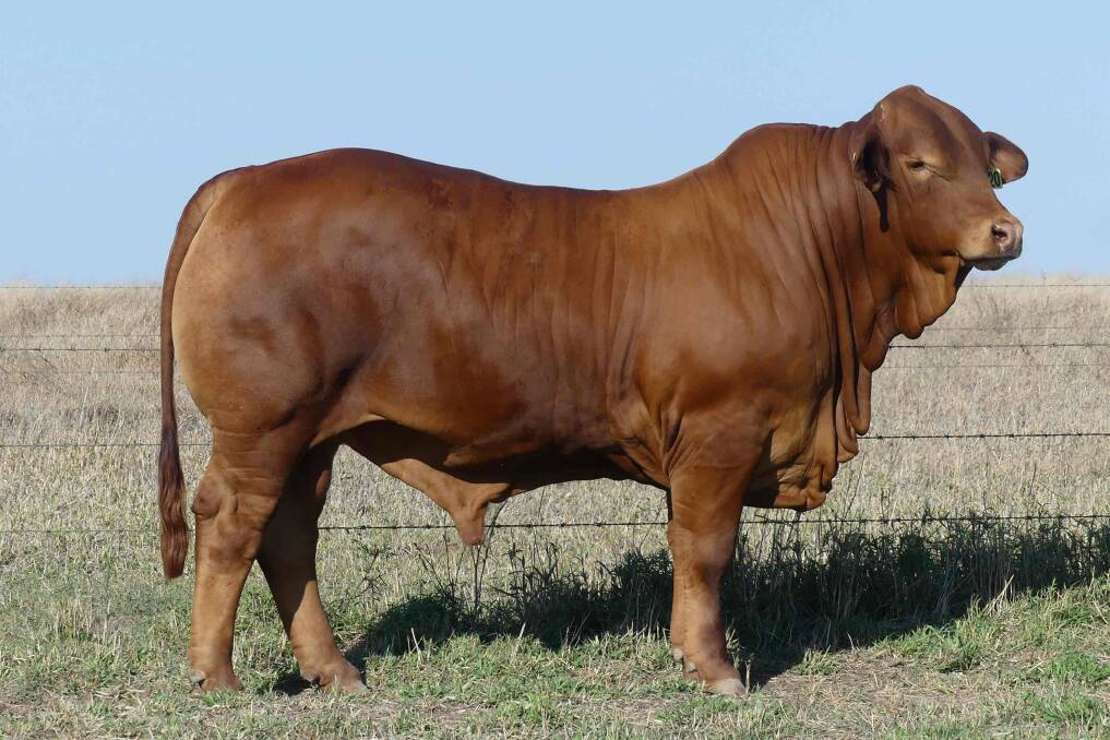 Lamont Vernon (S) D5, was purchased by Terry and Catherine Piggott, Aldinga Pastoral Company, Rolleston, for $34,000, which was the third top price of the sale. Picture supplied
