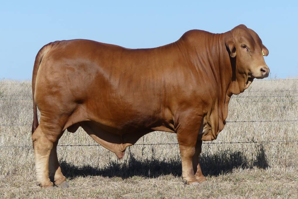 The equal top price MAGS bull for 2023, Lamont Vinny D3, was purchased by Max Kelso, Coalbrook, Richmond. Picture supplied