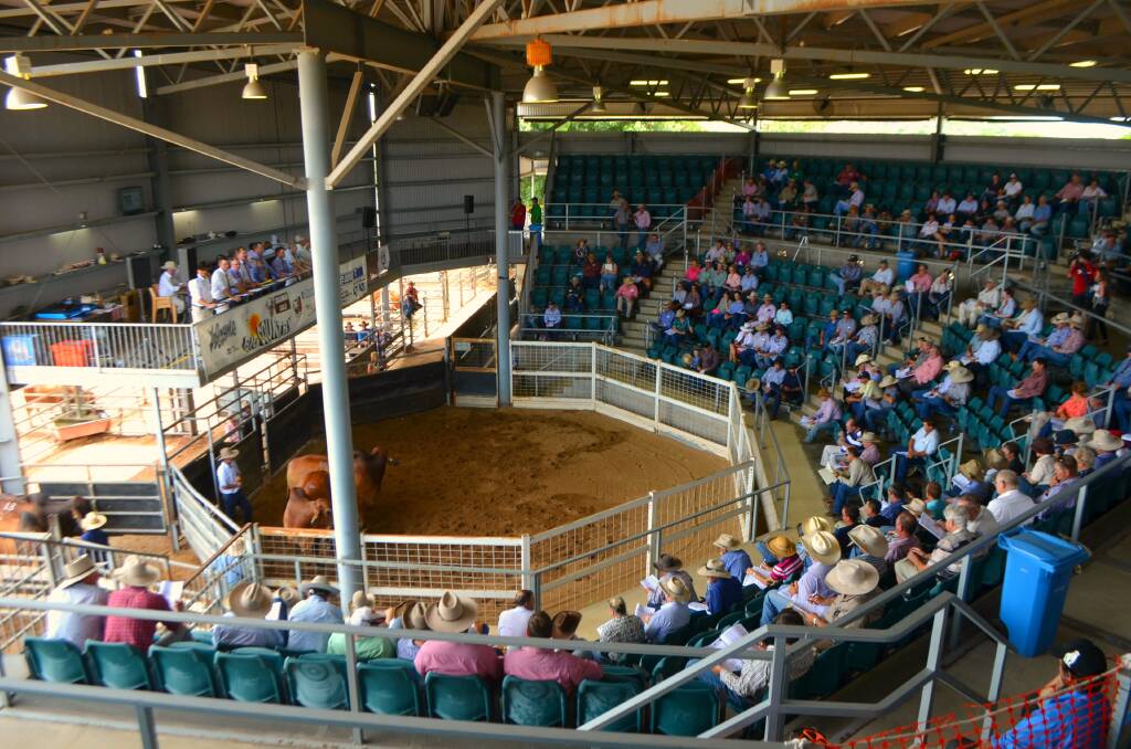Saleyards success: Cr Schmidt said the Big Country Brahman Sale provides an opportunity to showcase the operations best practices to intrastate and interstate visitors.