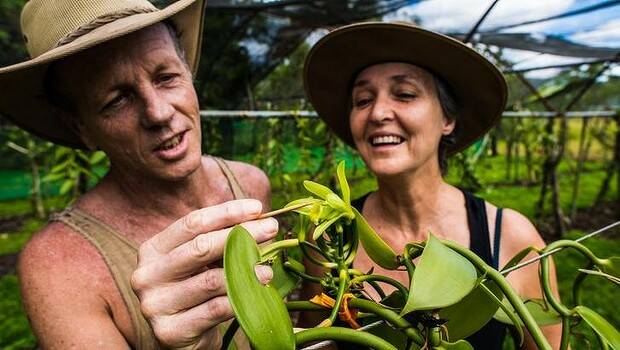 Matt Allen and Fiona George hand pollinating the flowers in their vanilla orchard situated on their property Broken Nose Vanilla in Mirriwinni near Cairns. Photo: Richard Cornish