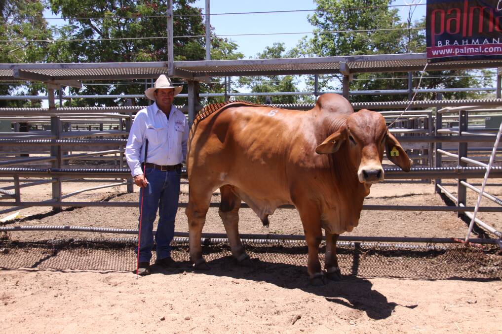 Big Country Brahman Sale will be held at Charters Towers Saleyard on February 5-6. Picture: ACM