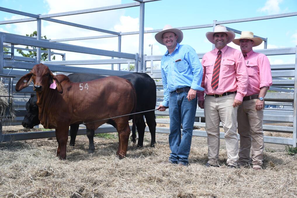 Vendor Christopher McCarthy, and Elders agents Anthony Ball and Michael Smith, with the 2023 Rocky All Stars Elite Brahman Female Sale $47,500 record-setting Stockman Red Opal. Picture by Clare Adcock